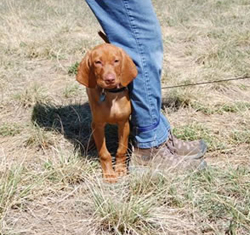 Vizsla puppyTrip tripping a person