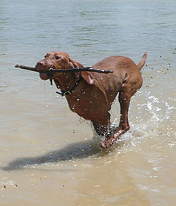 Vizsla puppy Trip retrieves stick from water