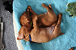 Vizsla puppies spooning