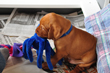 Vizsla puppy learning to carry toys