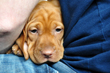 Vizsla puppy Green Boy considers an alternate route