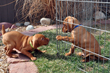 Vizsla puppies playing - Lemon Girl teases Blue Boy