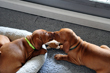 Vizsla puppies cleaning each other