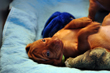 Vizsla puppy