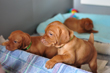 Vizsla puppies