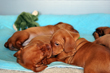 Vizsla puppy trying to wake up her littermate