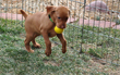 Lime Girl carries a ball--Good Puppy!