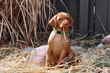 Vizsla puppy proves everyone looks cooler when chewing on a straw