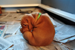 Vizsla Girl mistakes her leg for a toy