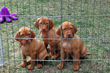 Vizsla puppies none to pleased about their confinement
