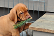 Vizsla puppy doesn't mind the prickly pines