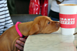 Vizsla puppy Pink Girl has a heart after her breeder, Judy Hetkowski