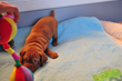 Vizsla puppy Pink Girl play bows to a toy