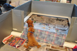 Vizsla puppies playing