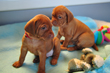 Vizsla puppy
