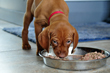 Vizsla puppy Red Boy chows down his raw meal