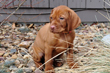 Vizsla puppy Red Boy