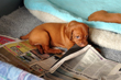 Vizsla puppy Red Boy learns to shred newspaper
