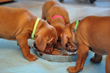 Vizsla puppies being weaned to a raw diet