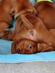 Vizsla puppies have bad days too