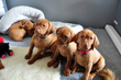 Vizsla puppies posing