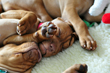 Vizsla puppies sleeping so peacefully