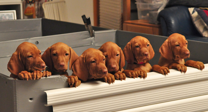 Vizsla puppies--The Triplynns--group photo before going to their new families