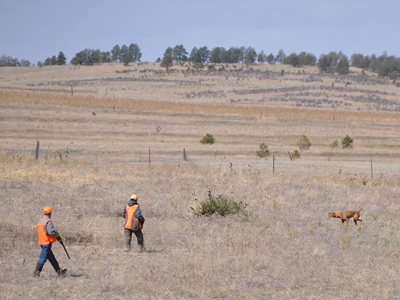 Trip on point in the bird field during her Senior Hunter test.