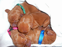 Vizsla puppies -- Waiting for Lime boy to whelp