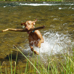 Remus playing in river - West Yellowstone