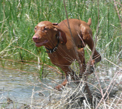Vizsla puppy Trip tearing through cover